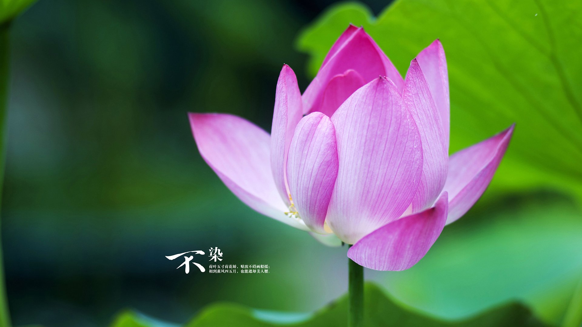 开云·Kaiyun网页版-“德甲豪门纷纷发力，追逐联赛冠军”，德甲曾经的豪门