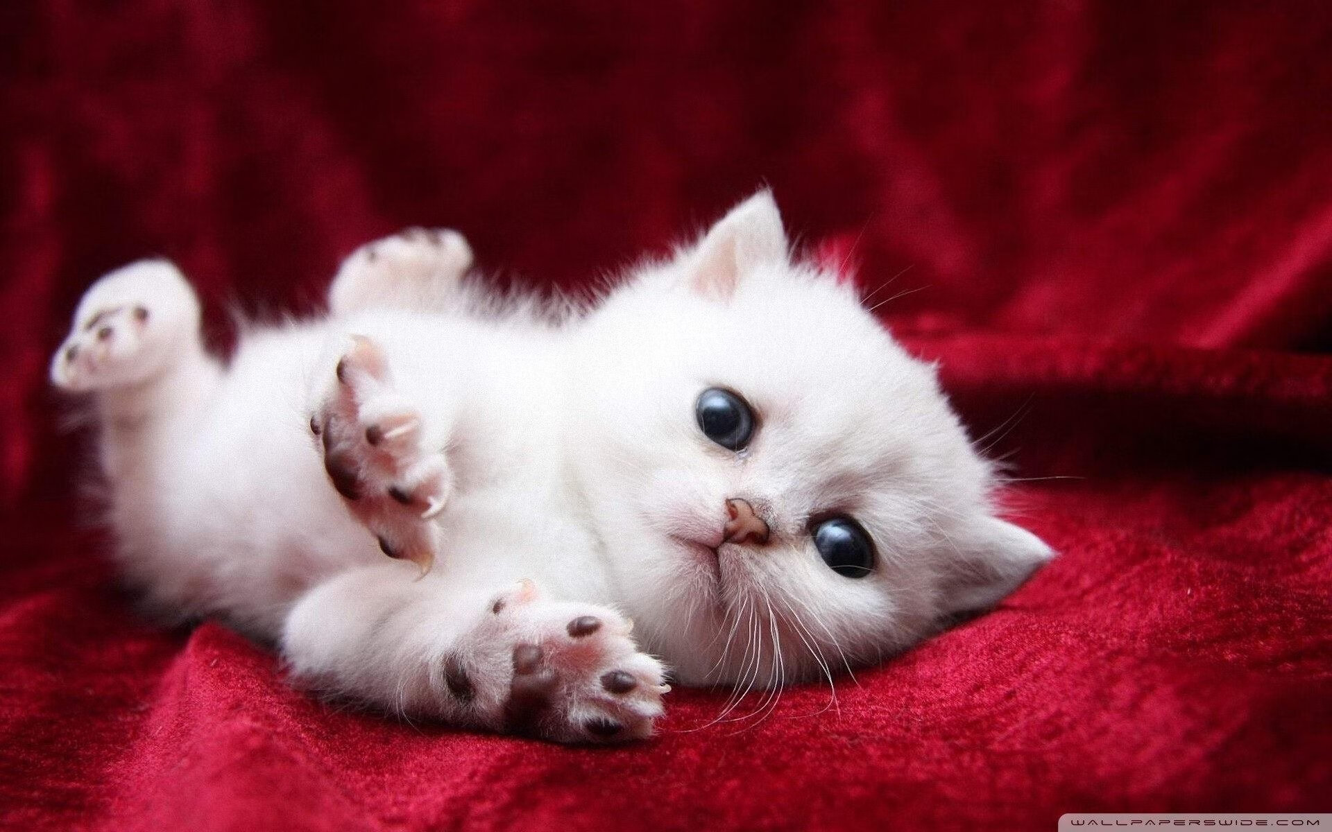 开云·Kaiyun网页版-世界马术锦标赛中国选手夺得佳绩，进入前十，马术全国锦标赛