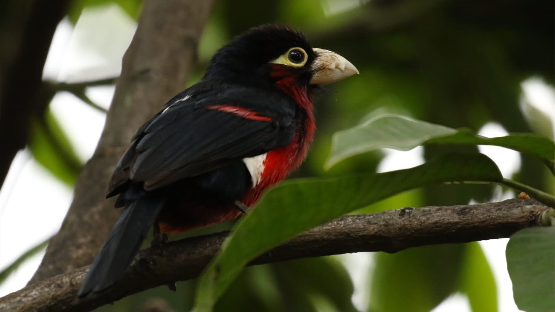 史上最年轻的欧冠冠军,未来之星崭露头角,欧冠历史最年轻出场球员