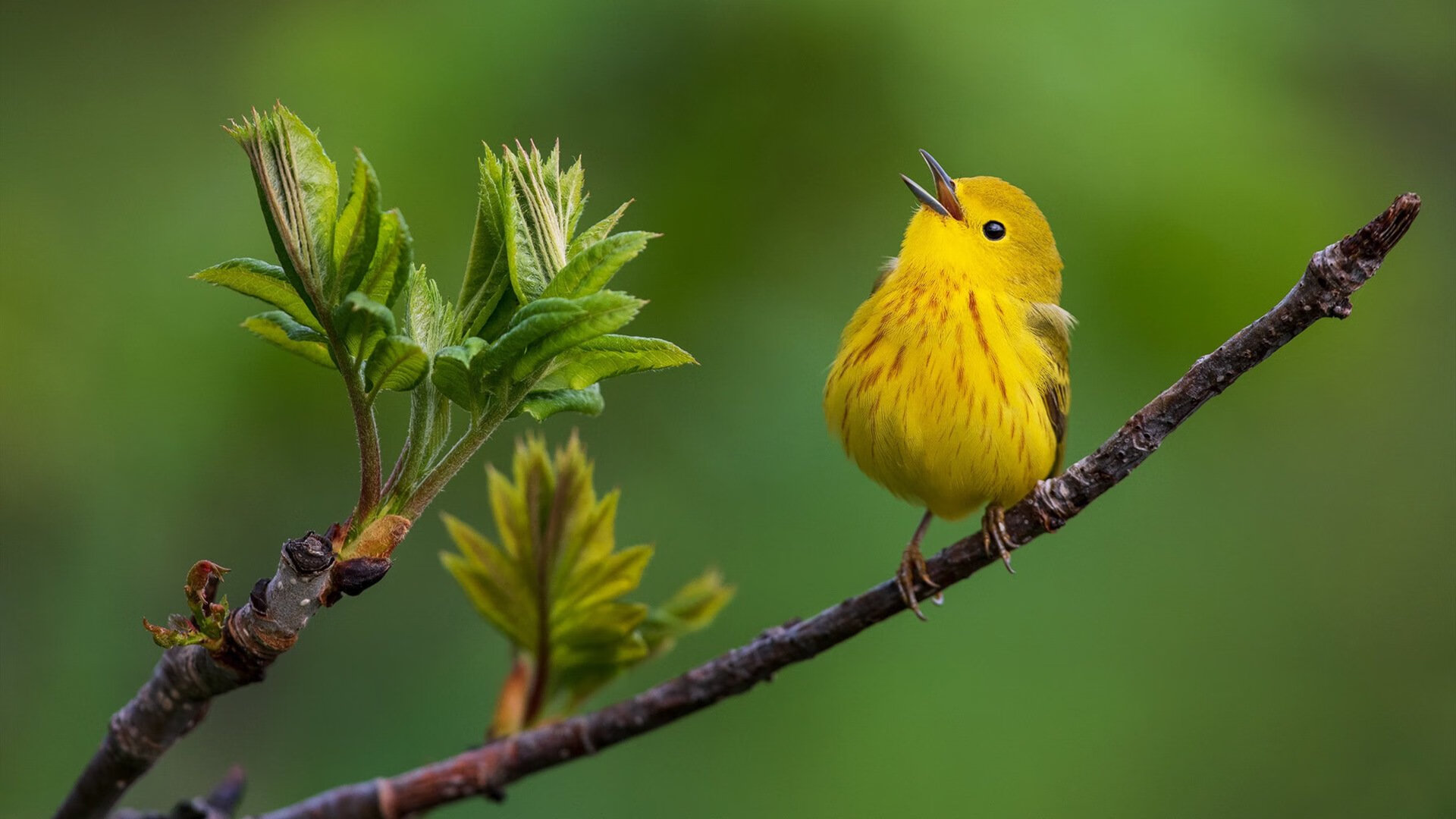 开云·体育官网-巴西马术协会与亚洲马术协会建立合作关系，推动区域发展。，巴西马亚拉大赛视频