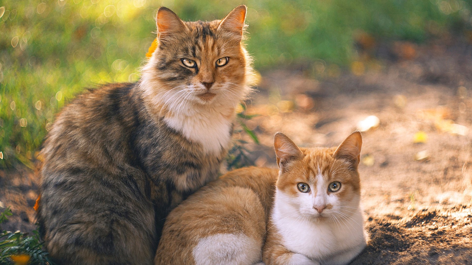 弗赖堡迎来历史性突破,欧战梦想再进一步,弗赖堡主场叫什么