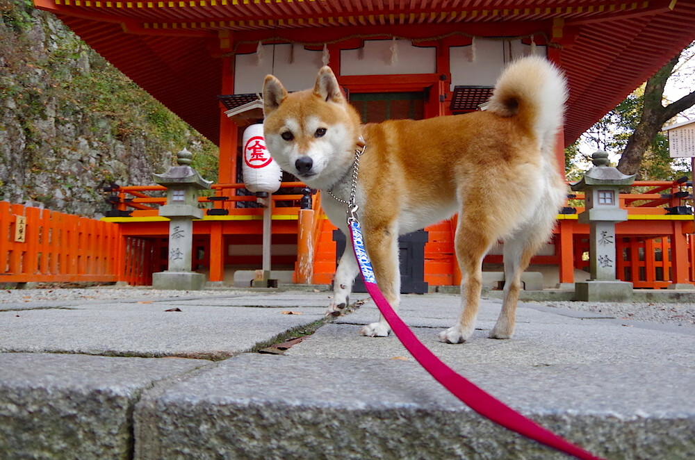 费城76人“新核心”恩比德，引领球队再冲巅峰！，费城76人队百科