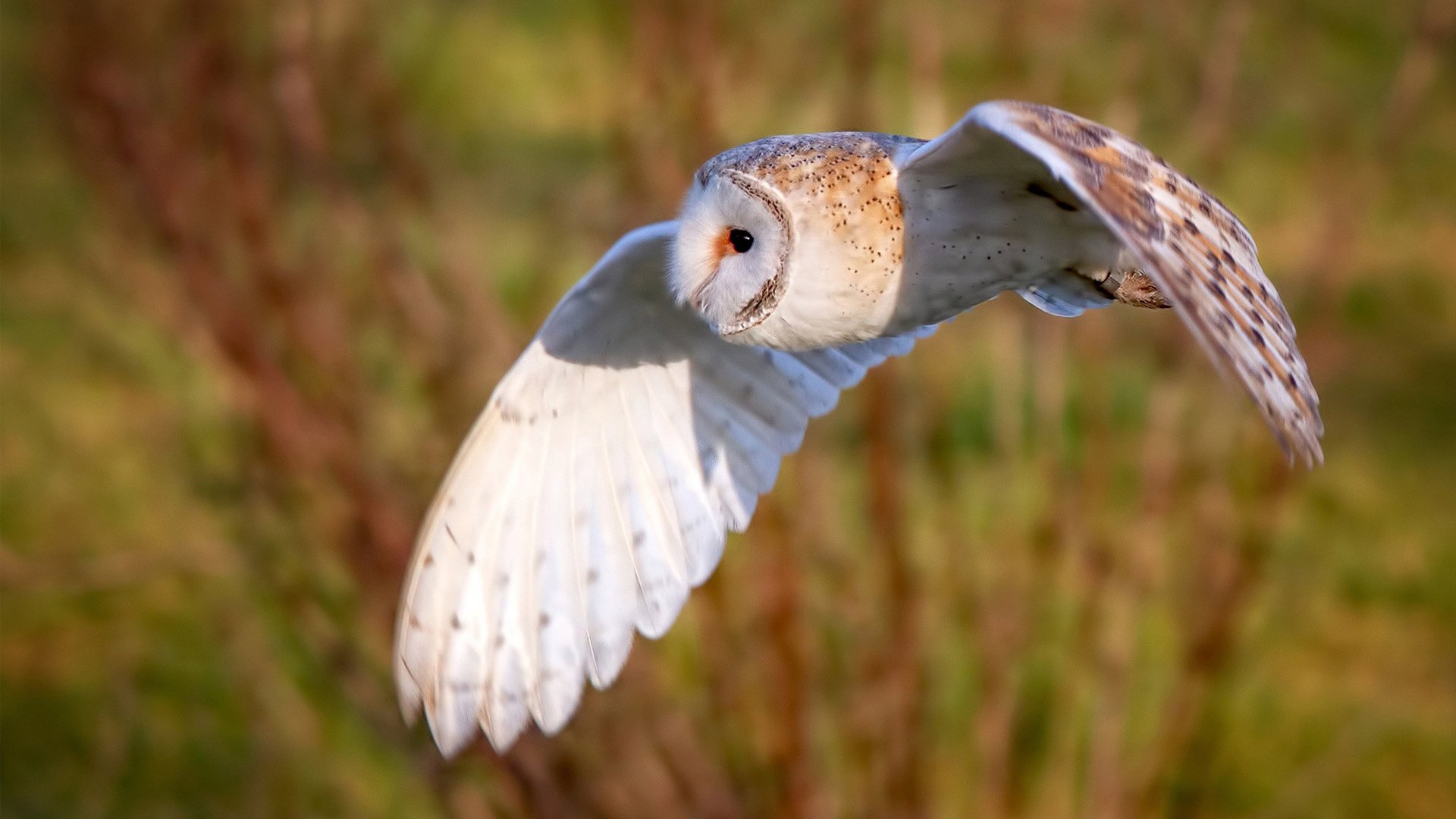 kaiyun开云·官方网站-巴塞罗那为荷兰王忙，欧冠之路何去何从，巴塞罗那被逆转的欧冠比赛