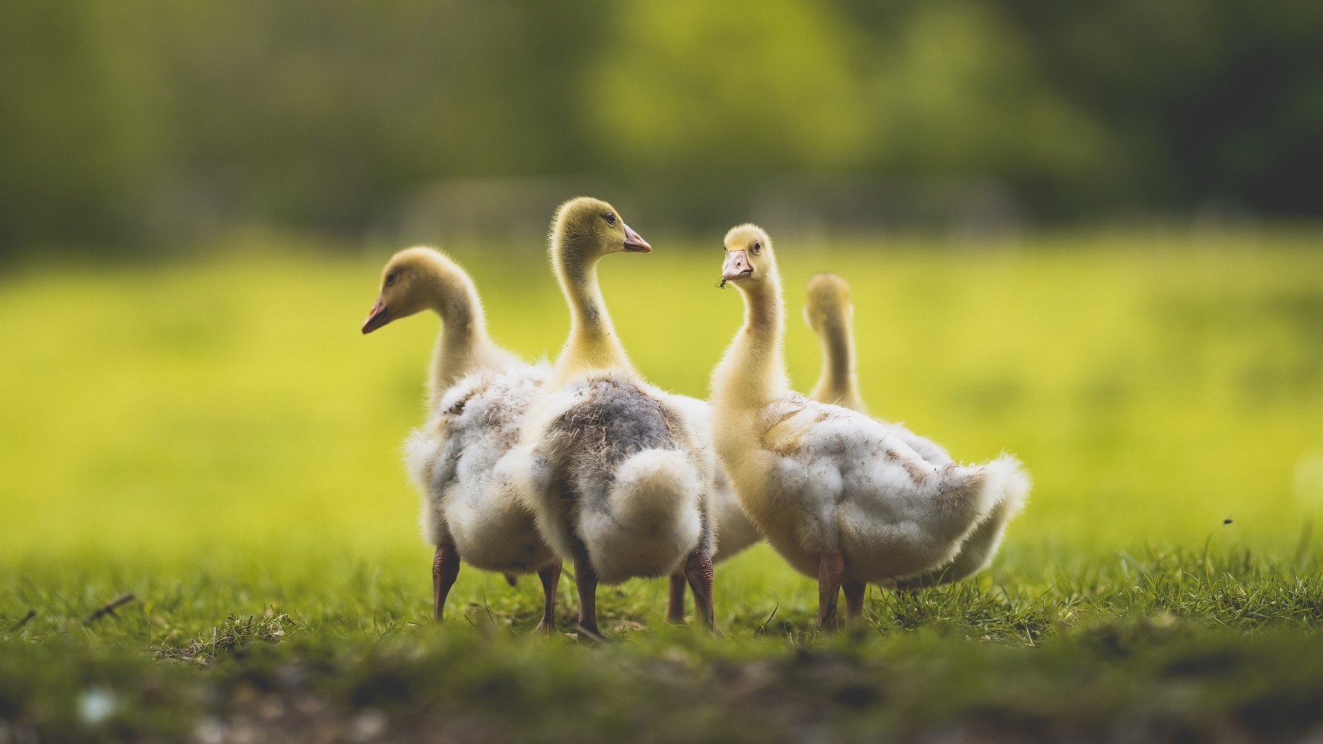 开云·Kaiyun网页版-比赛中球队展现出团结互助的精神，球队团结的话