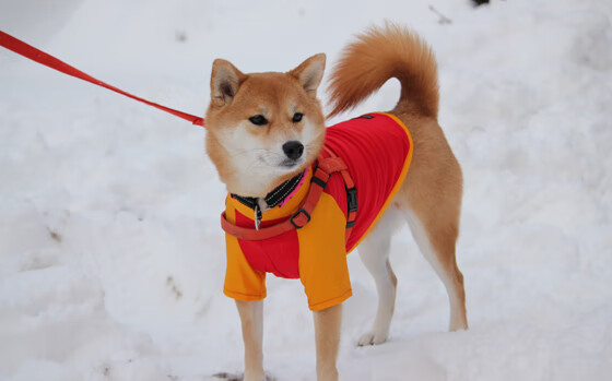 NBA球员伤病康复管理，nba球员伤病报告