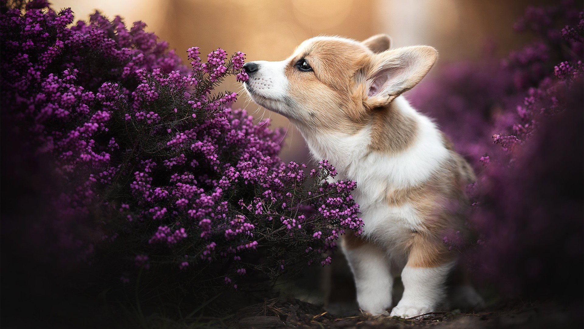 中国足球比赛录像片段标注规则制定分析，中国足球比赛录像app