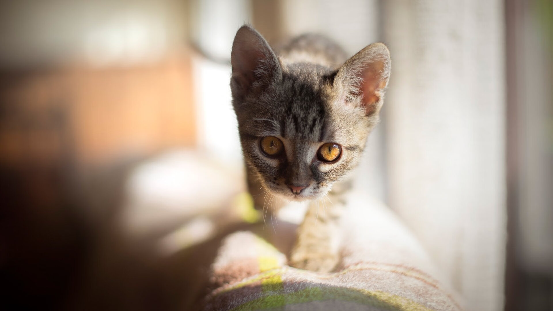 青少年体育运动动机及其变化规律，青少年运动发展规律