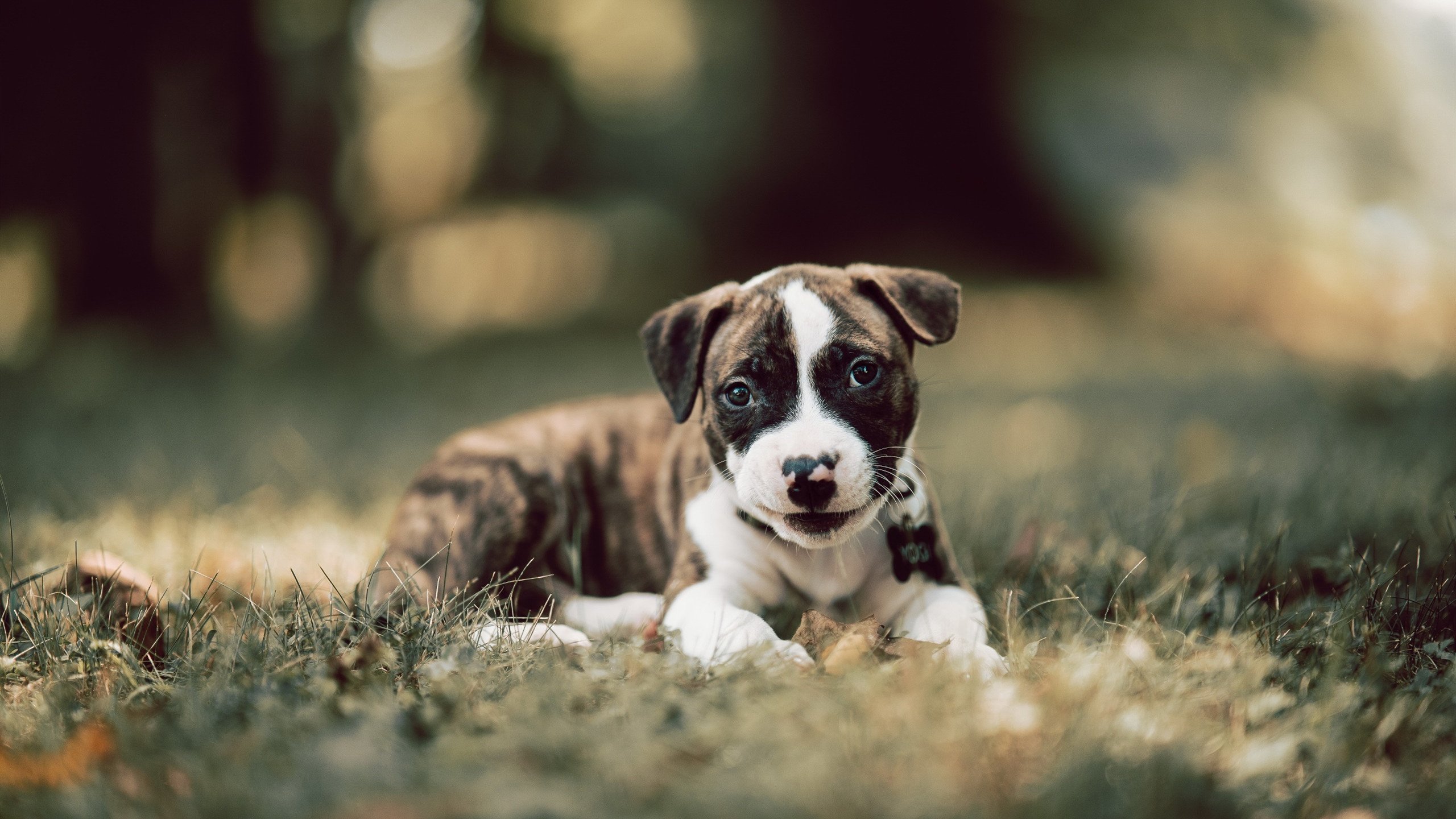 中甲球队设置互动日活动拉近与球迷之间的距离，足球比赛中甲