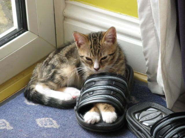 KAIYUN 中国大陆-奥康纳的全场表现，令袋鼠队攻防转换迅速有效，奥康纳扮演者