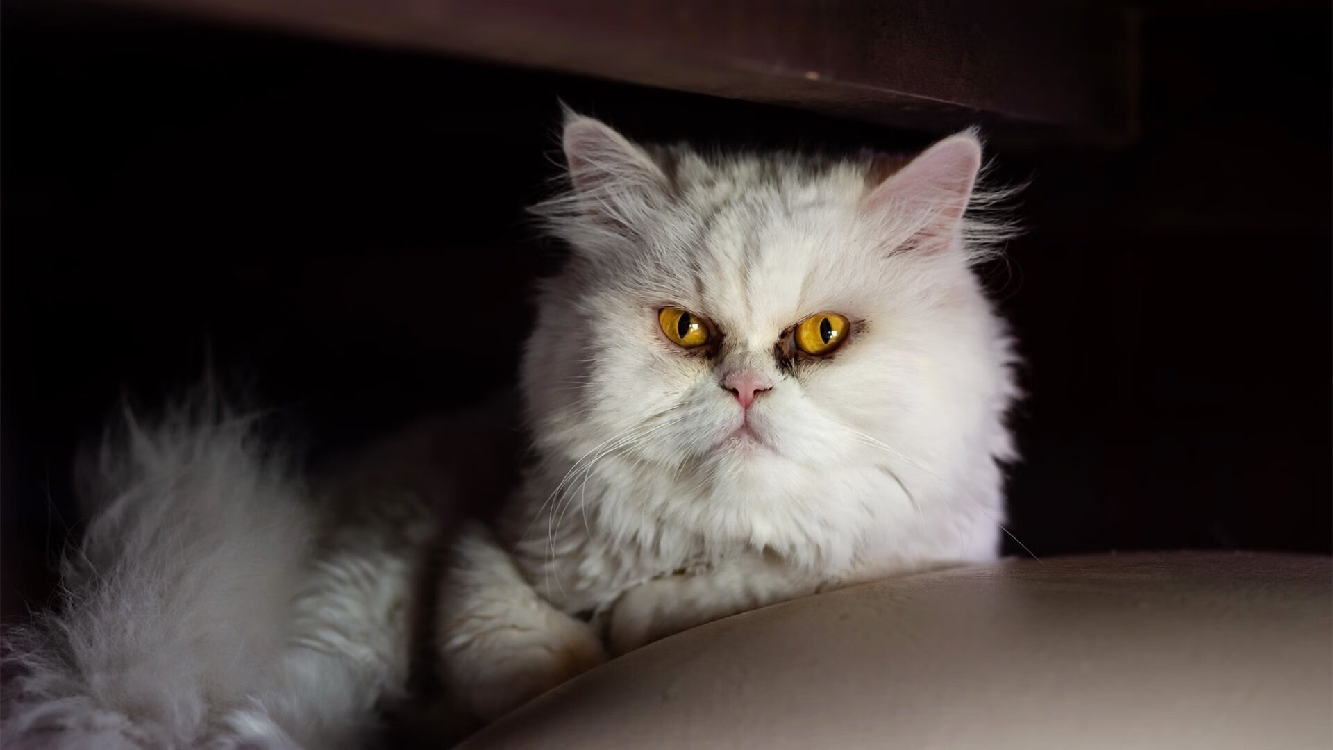 kaiyun网站-施瓦茨全程紧咬不放 展现比赛张力，施瓦茨是什么意思