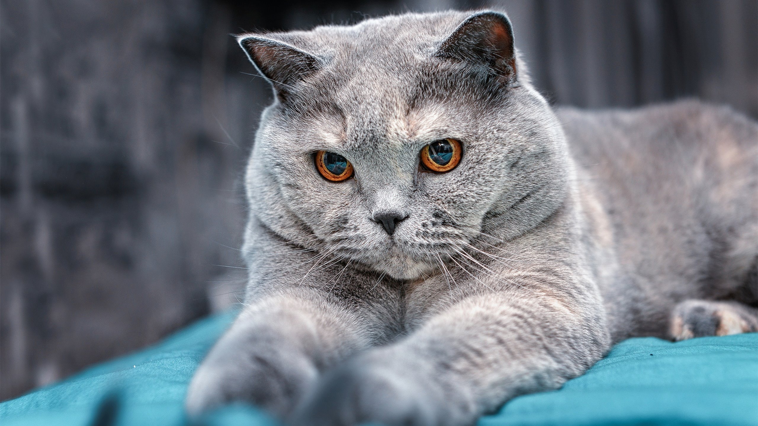 步行者小阵容频繁拉开空间加强外线投射，步行者2021阵容