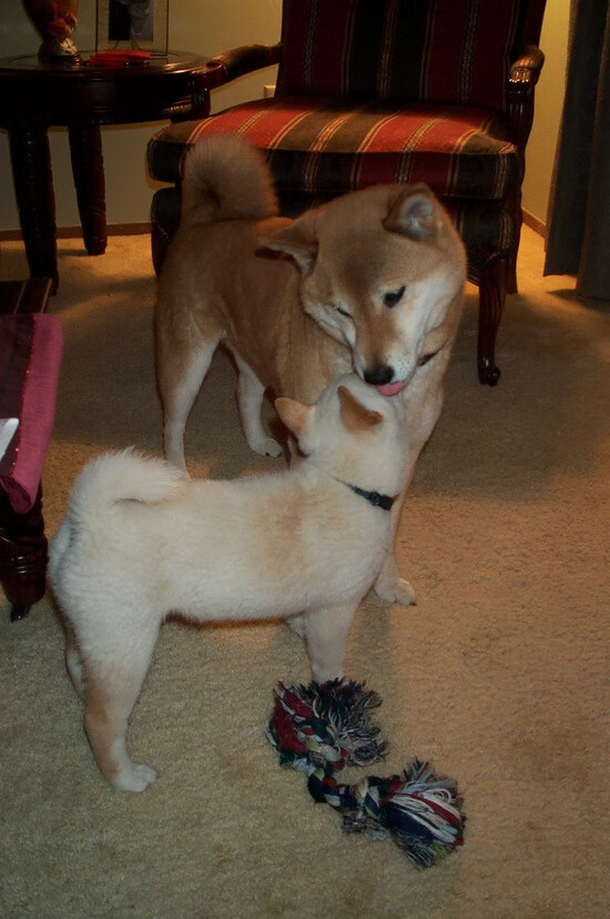 开云体育APP下载-篮球青训基地升级设施改善训练环境，篮球青训队还能上学吗