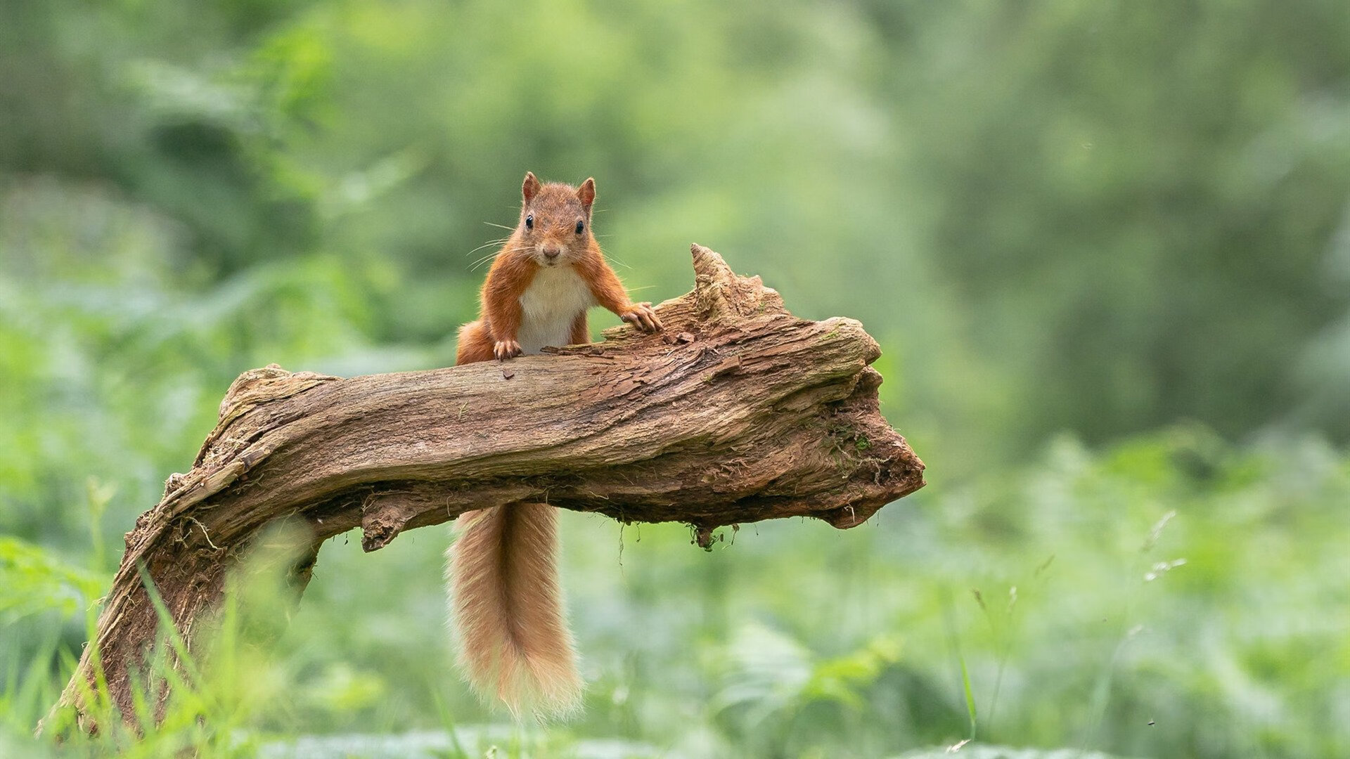 詹姆斯新纪录引全球媒体纷纷报道，詹姆斯最新