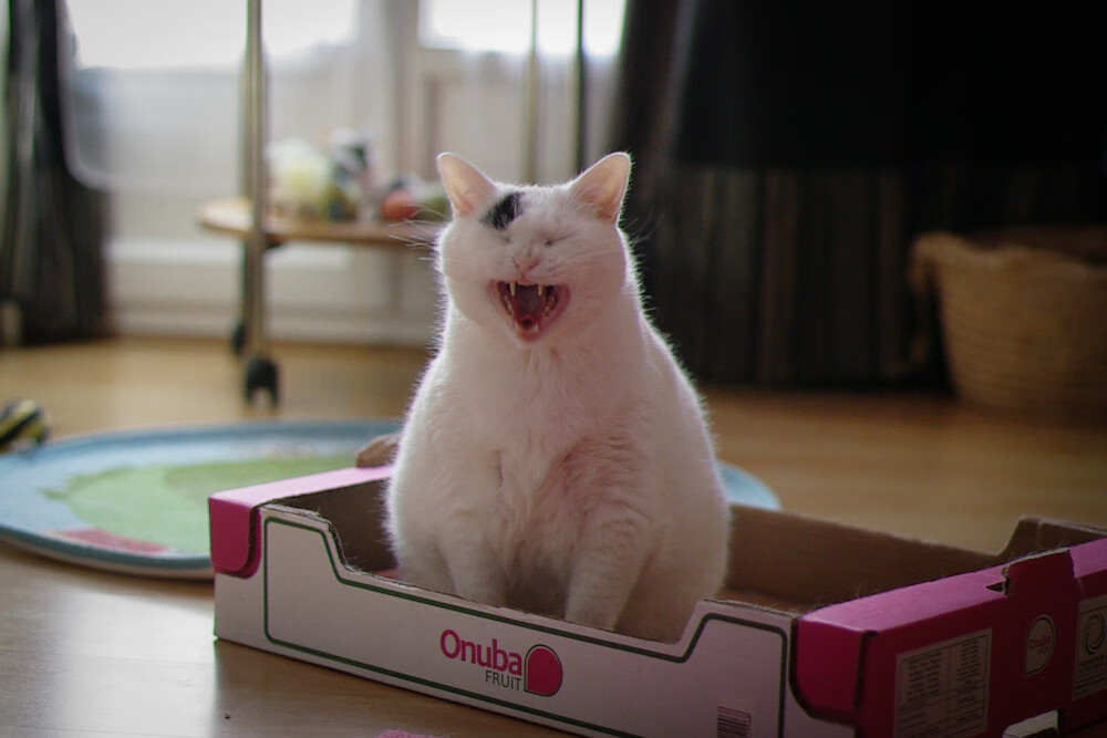 里根·史密斯再次证明世界顶尖实力，美国游泳里根史密斯